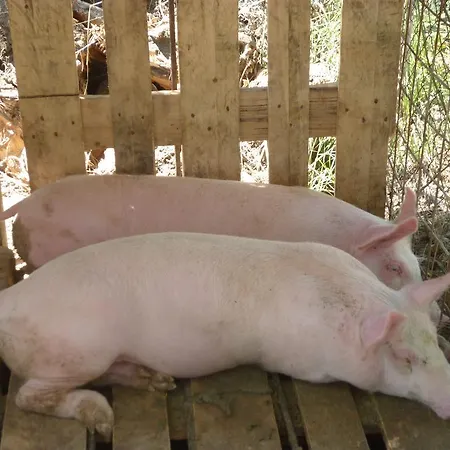 بيت للعطل Ampeli Vasilikí