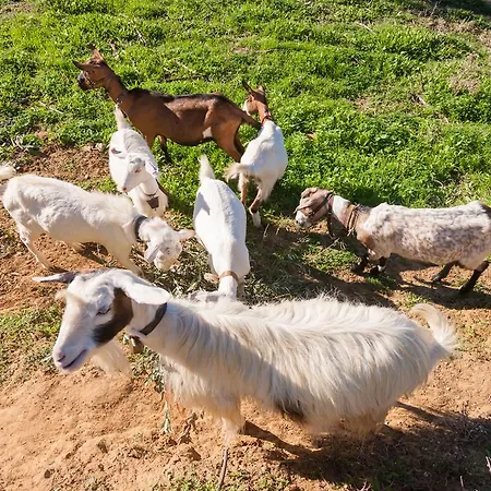 Ampeli بيت للعطل